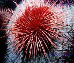 This Red Urchin was one of many large ones on a boulder i... by Lyndell Weldon 